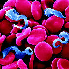 Trypanosoma parasite in blood Trypanosoma parasite in blood