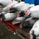 Tuna market, Tokyo