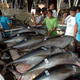 Tuna