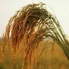 Scientists have found a gene which influences yield and grain size in rice