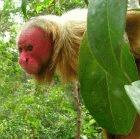 A bald uakari monkey in Brazil