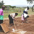 Field workers sowing wheat in Uganda