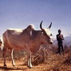 Cattle movements are helping one of the parasites spread, say the researchers