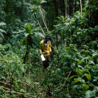 A man walks in a Ugandan forest A man walks in a Ugandan forest