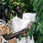 The Ugandan mobile clinics advise farmers such as these vanilla growers