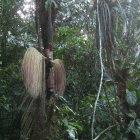 Trees in the Colombian Amazon