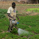 Urban farmer, Mali