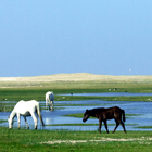 Laguna Rocha, Utuguay