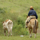 Ganadero uruguayo
