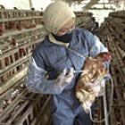 Vaccinating chickens in Indonesia
