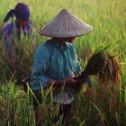 Vietnamese farmer harvests rice