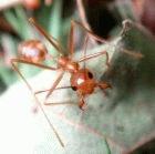 The weaver ant, Oecophylla longinoda
