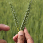 A farmer in Luxor, Egypt, tills his fields