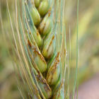Ug99 on a wheat plant