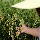 Wheat farmer