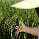 Wheat farmer