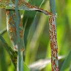 Wheat stem rust