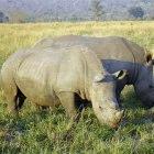 Climate change is affecting the behaviour of wildlife