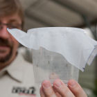 Scott O'Neill inspects the first <i>Wolbachia Aedes aegypti</i> to be released in North Queensland
