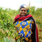Woman and crops on dryland Kenya Woman and crops on dryland Kenya