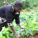 Woman farmer, DRC