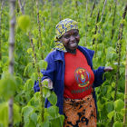 Farmer, Rwanda Farmer, Rwanda