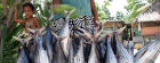 Anchored fish aggregating devices improve access to tuna for coastal communities in the Pacific : Natalie Behring