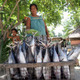 Woman selling tuna