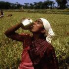 Indian farmer drinking water