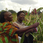 Agricultural researchers in Kenya