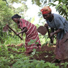 Women farming in Uganda