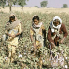 Women picking cotton in South India