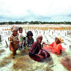 Women farming seaweed in Zanzibar