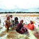 Women farming seaweed in Zanzibar