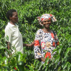 Women farmers with coffee trees, Rwanda