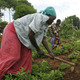 Women labourers in Africa