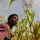 A farmer in a maize field in Malawi