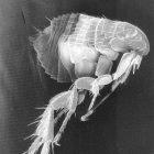 <em>Xenopsylla cheopis</em>, a flea vector of <em>Yersinia pestis</em>