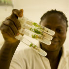 Yam in test tubes