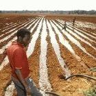 Zambia's media rarely sources comments on GM crops from farmers