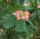 An acacia tree