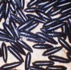 The eggs of <i>Aedes aegypti</i>