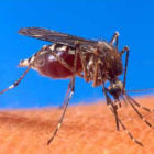 <i>Aedes aegypti</i> OX513A