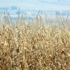 Crops in Africa
