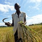 African farmer