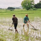 Farmers at work