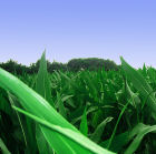 Maize