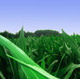 Maize