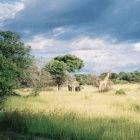 Above 650mm of rain per year, herbivores and fires keep the number of trees in check in African savannahs