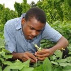 Researcher inspecting cowpea